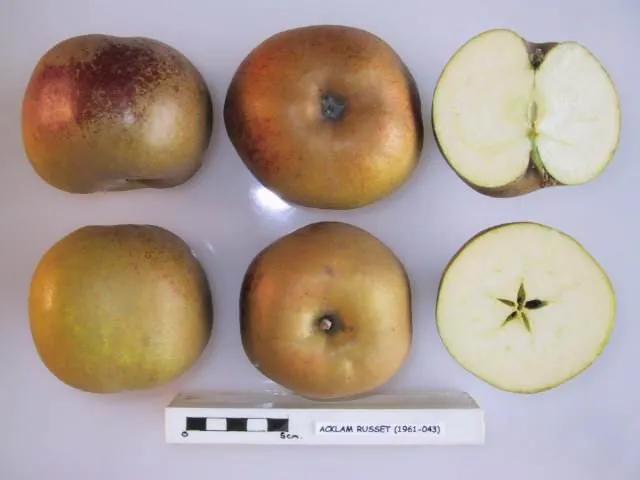Acklam Russet, photo 1