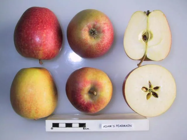 Adams's Pearmain fruit
