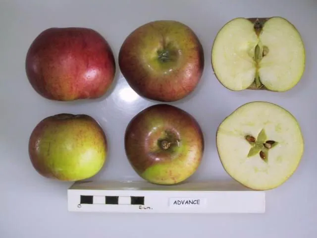 Advance, photo 1