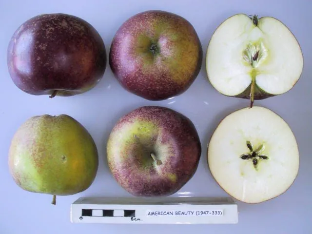 American Beauty, photo 1
