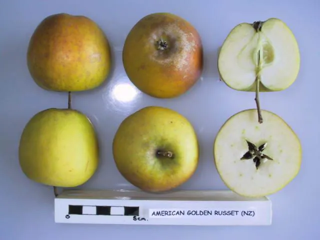American Golden Russet, photo 1