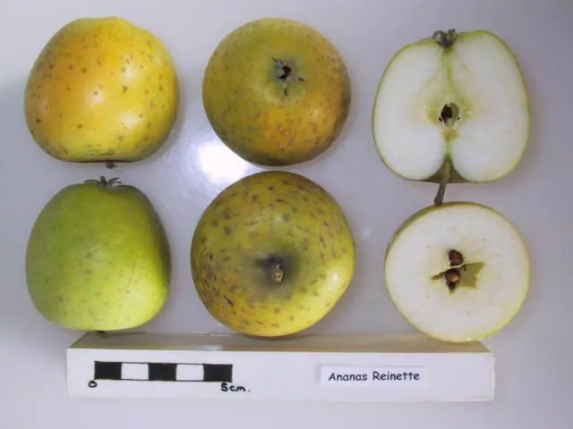 Ananas Reinette, photo 1