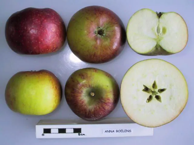 Anna Boelens, photo 1