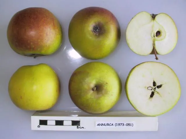 Annurca, photo 1