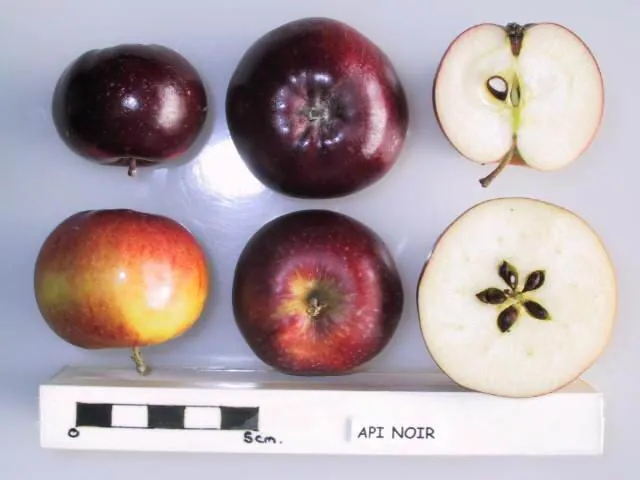 Api Noir fruit