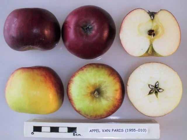 Appel van Paris, photo 1