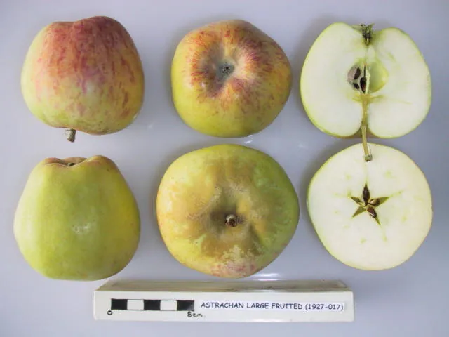 Astrachan Large Fruited, photo 1