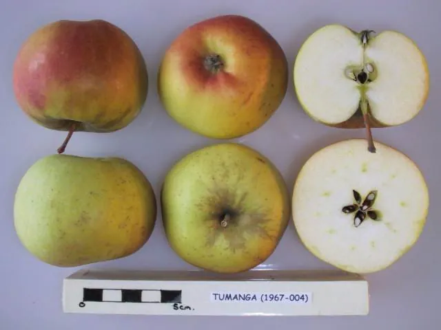 Auralia, photo 1