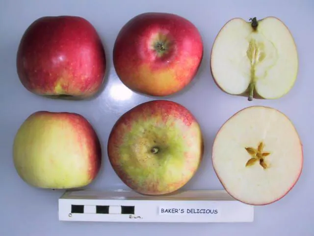 Baker's Delicious fruit