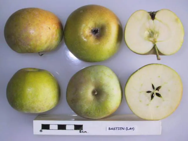 Bastien, photo 1