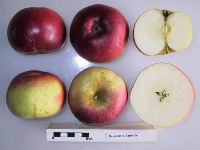Baumann's Reinette, photo 1