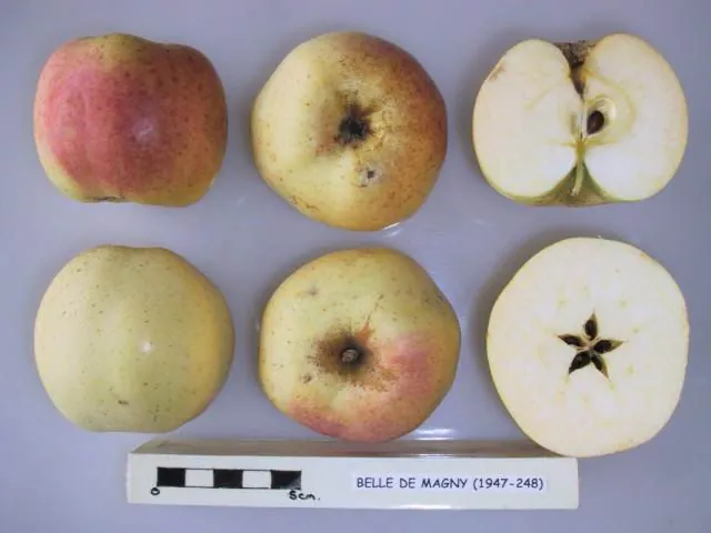Belle de Magny, photo 1