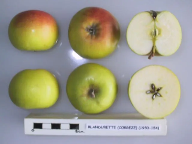 Blandurette fruit
