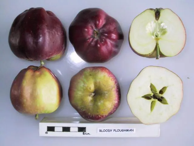 Bloody Ploughman, photo 1