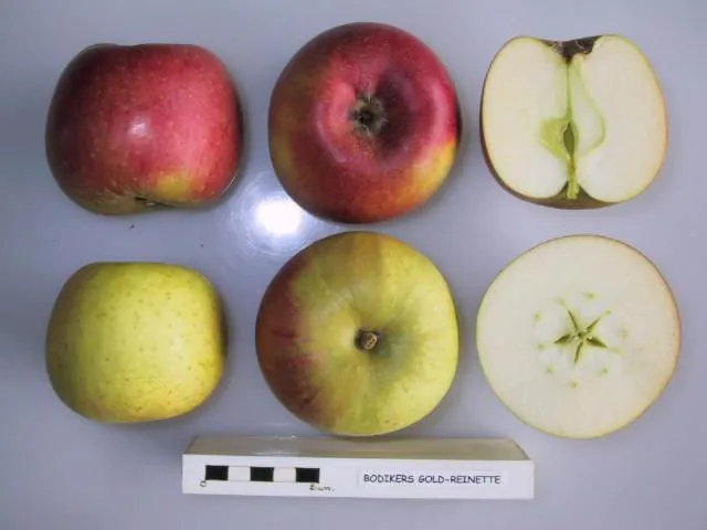 Bodikers Gold-Reinette, photo 1