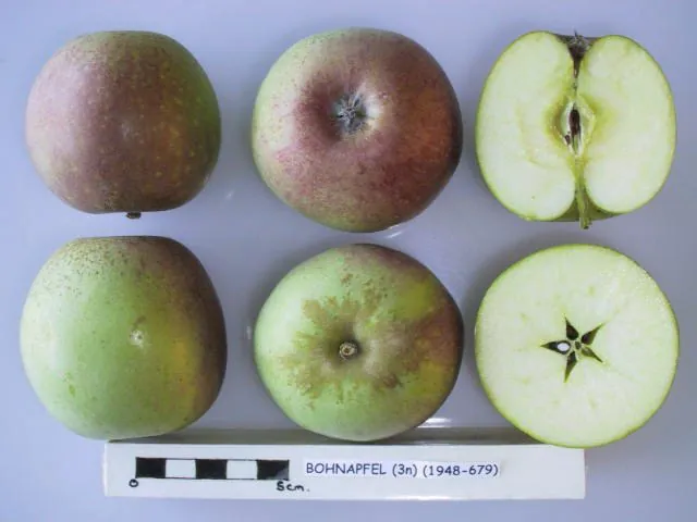 Bohnapfel, photo 1