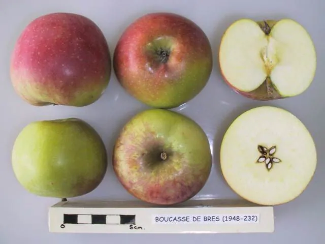 Bouscasse de Bres, photo 1