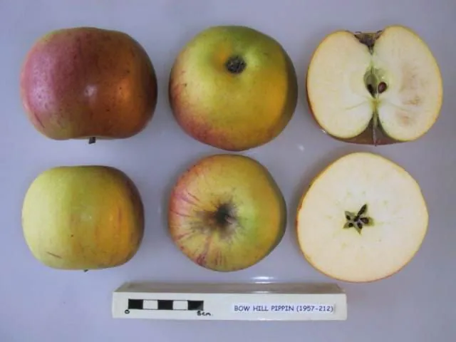 Bow Hill Pippin fruit