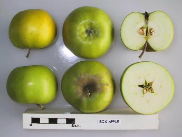 Box Apple, photo 1