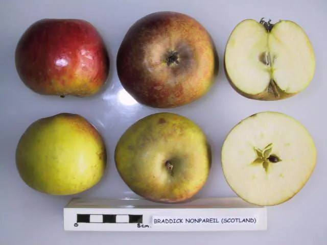 Braddick Nonpareil, photo 1