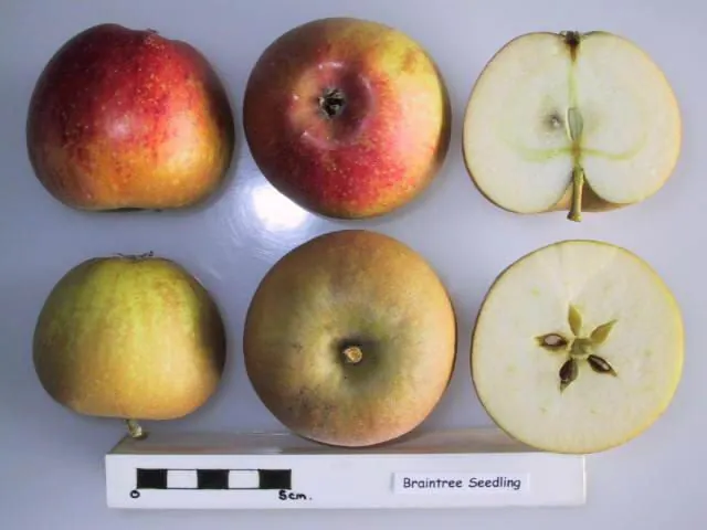 Braintree Seedling fruit