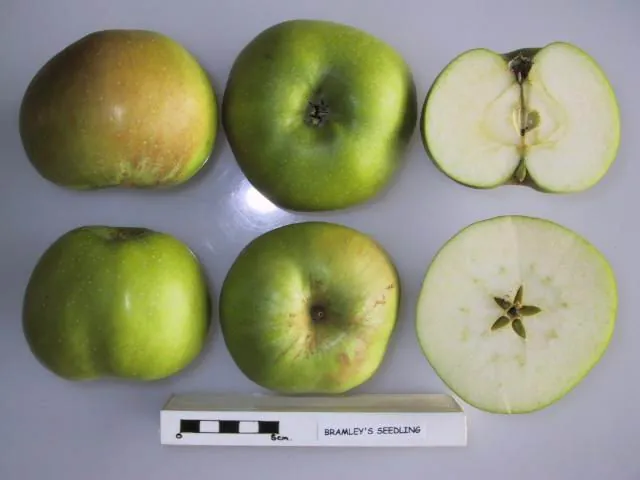 Bramley's Seedling, photo 1