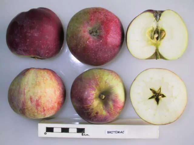 Britemac, photo 1