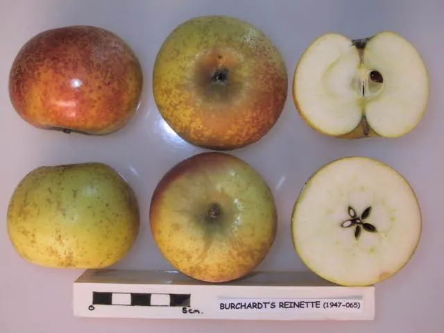Burchardt's Reinette, photo 1