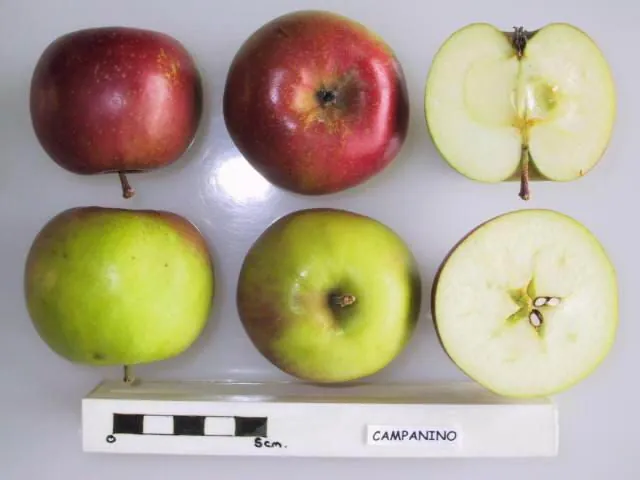 Campanino, photo 1