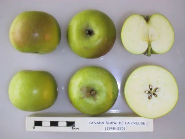 Canada Blanc de la Creuse, photo 1
