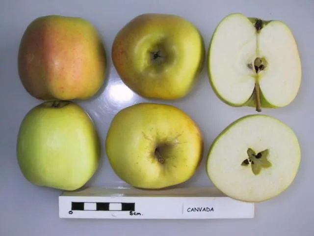 Canvada, photo 1