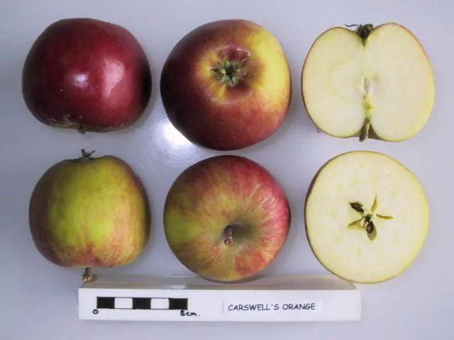 Carswell's Orange, photo 1