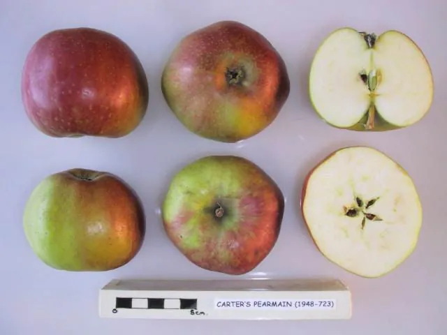 Carter's Pearmain, photo 1