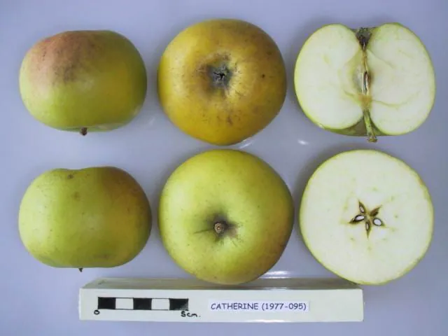 Catherine, photo 1