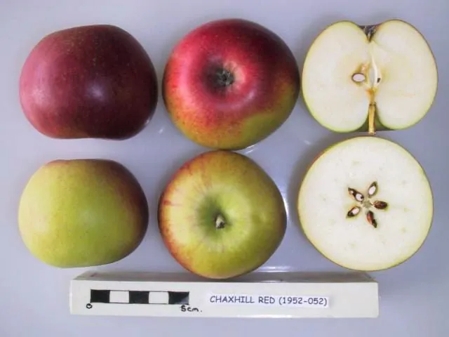 Chaxhill Red, photo 1