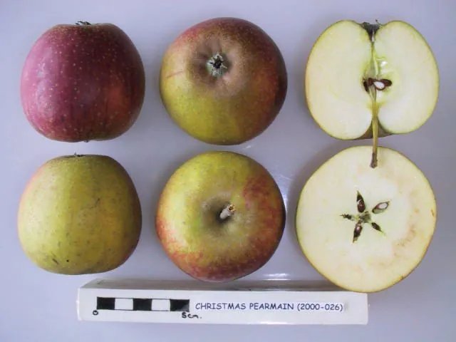 Christmas Pearmain fruit