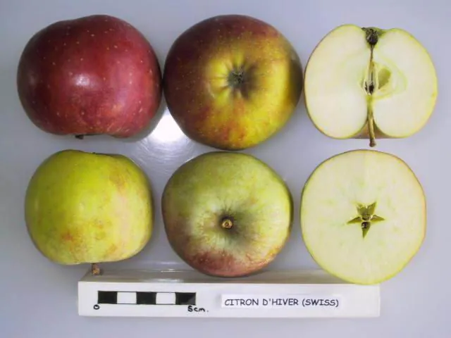 Citron d'Hiver (Swiss), photo 1