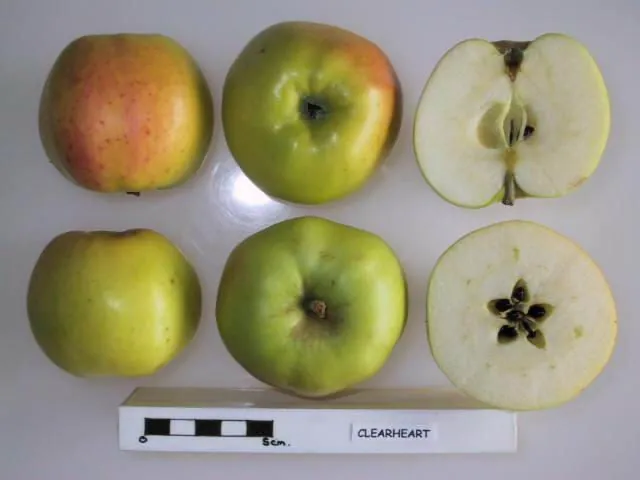Clearheart, photo 1