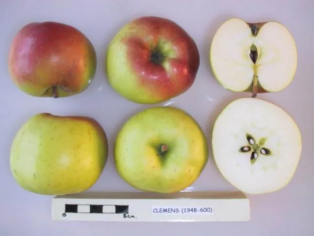 Clemens, photo 1