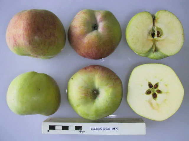 Climax, photo 1