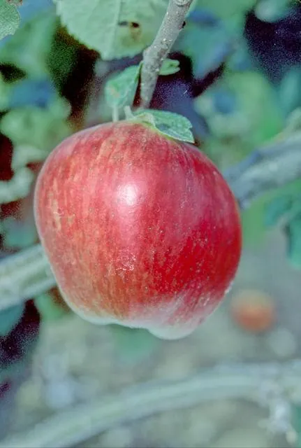 Close, photo 1