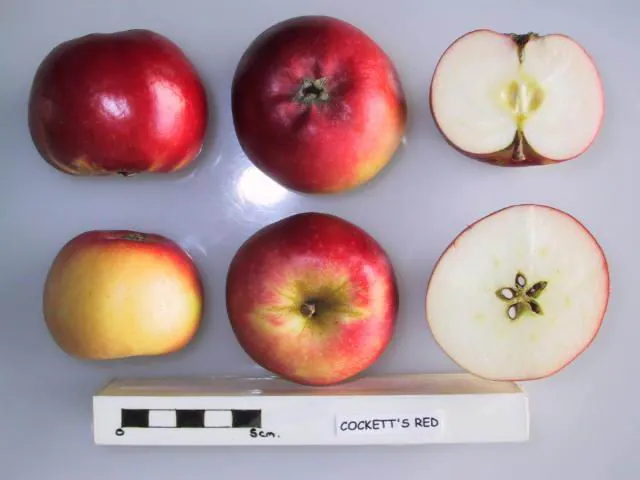 Cockett's Red, photo 1