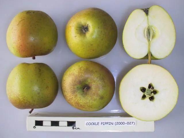Cockle Pippin fruit