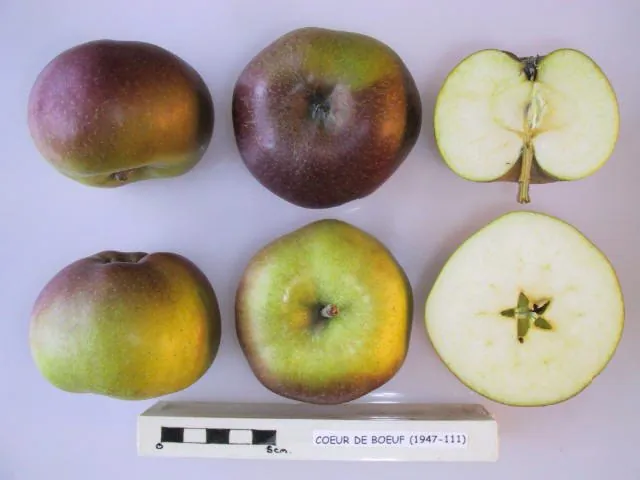 Coeur de Boeuf, photo 1