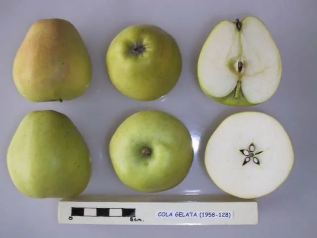 Cola Gelata, photo 1