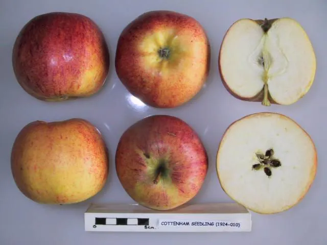 Cottenham Seedling, photo 1