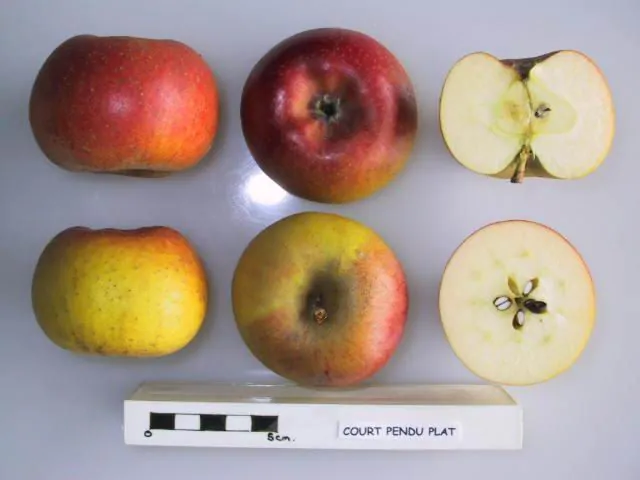 Court Pendu Plat fruit