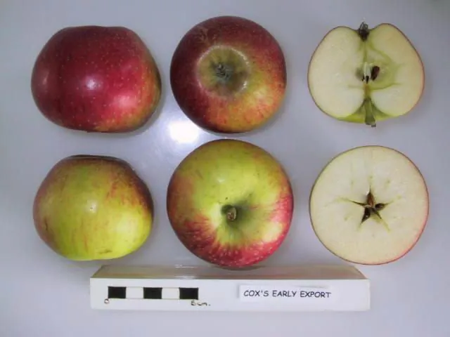 Cox's Early Export, photo 1