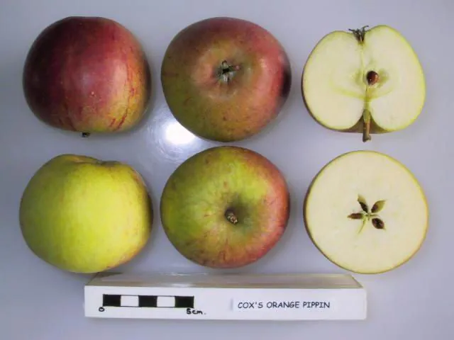 Cox's Orange Pippin, photo 1