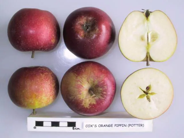 Cox's Orange Pippin Red Sport (Potter), photo 1